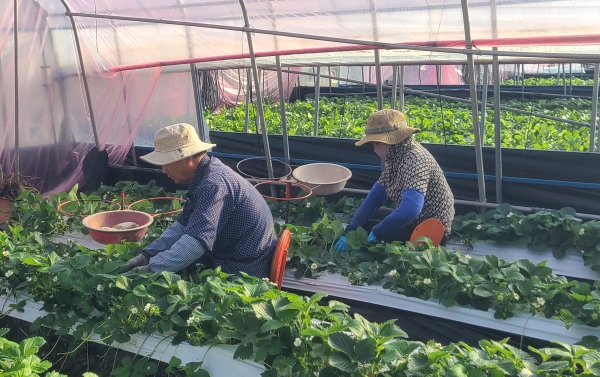 하동군 외국인 계절근로자들이 딸기재배 비닐하우스에서 작업하고 있다. 사진=하동군
