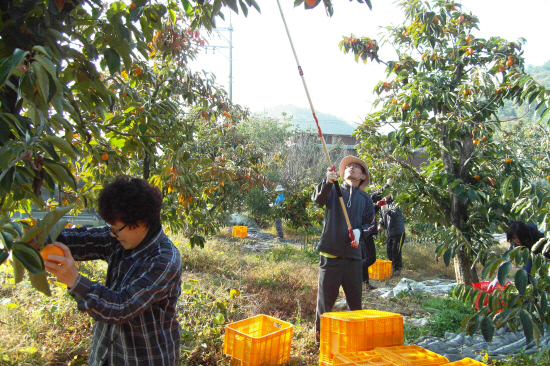2013년 가을철 농촌일손돕기 사진(교육청)