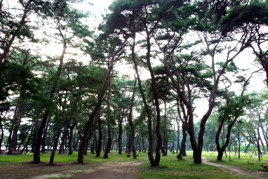 천연기념물 제445호 하동송림공원.